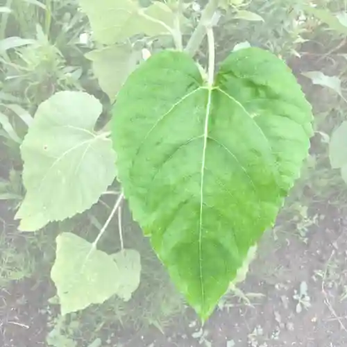 高司神社〜むすびの神の鎮まる社〜の自然