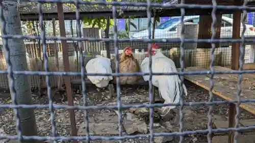 高知大神宮の動物