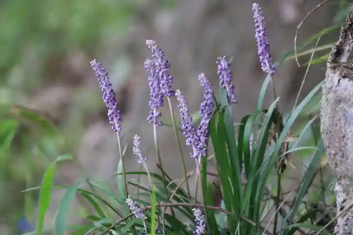 阿久津「田村神社」(郡山市阿久津町)旧社名:伊豆箱根三嶋三社の自然