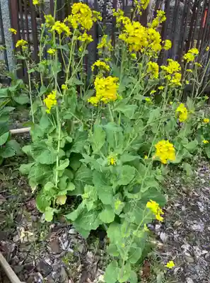 平野神社(京都府)