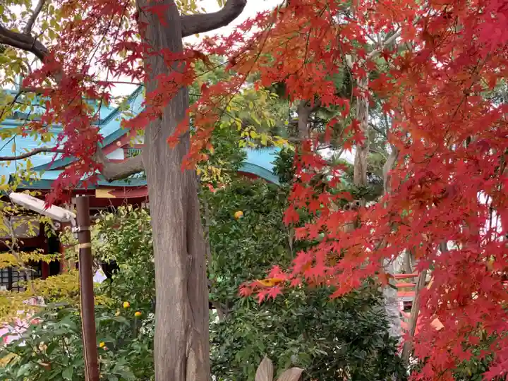 多摩川浅間神社の自然
