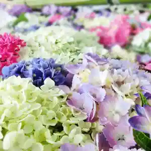 立志神社の自然(2021年06月12日(土) 08時48分57秒投稿)