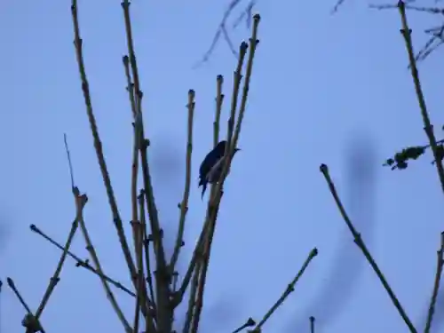留辺蘂神社の動物