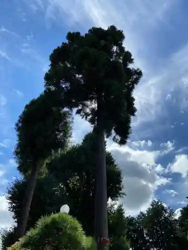 亀ケ池八幡宮の自然