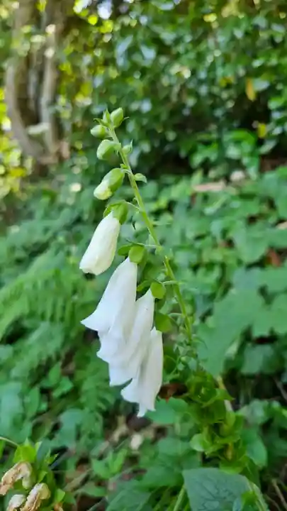 戸隠神社火之御子社(長野県)