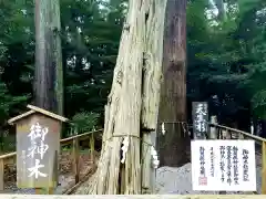 渭伊神社の自然