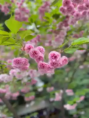 阿佐ヶ谷神明宮(東京都)