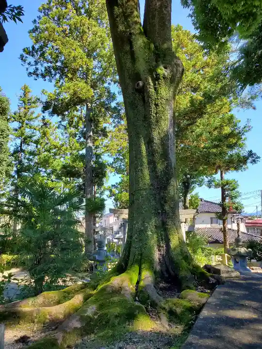 隠津島神社の自然