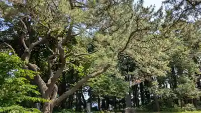 函館護國神社の自然
