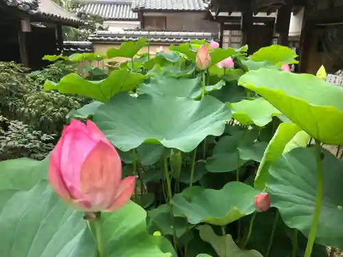當麻寺西南院の自然