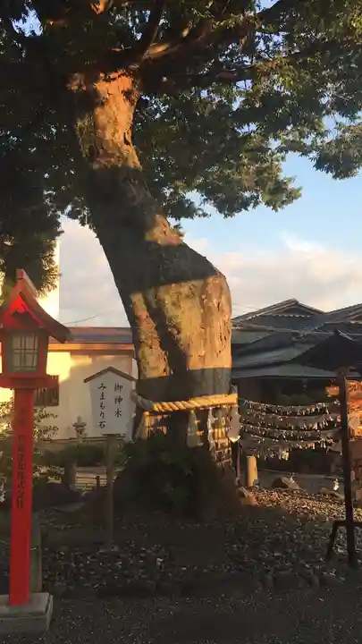 正ノ木稲荷 稲積神社の自然