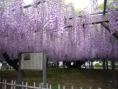 玉敷神社(埼玉県)