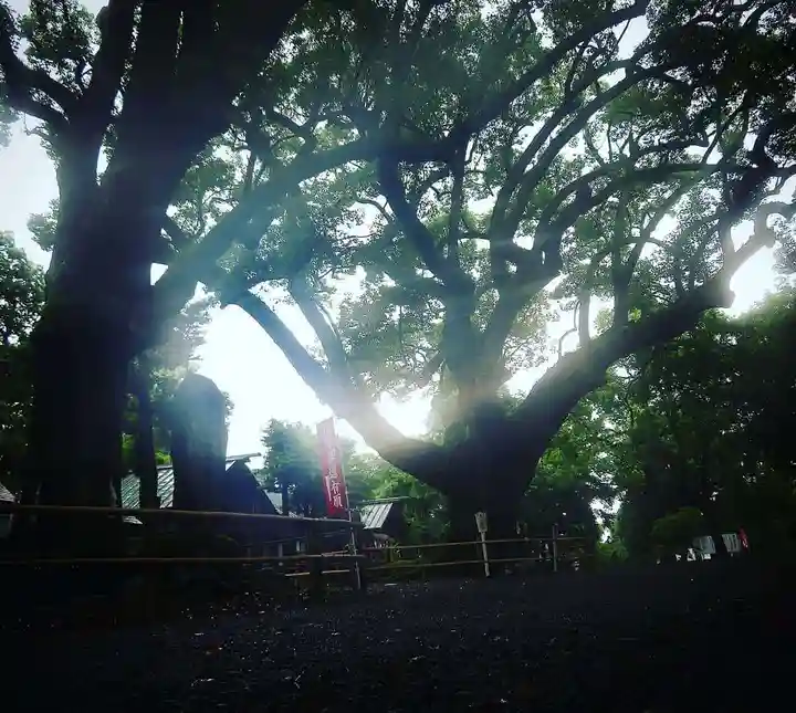 伊曽乃神社の自然