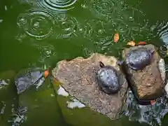 白鳥神社の動物