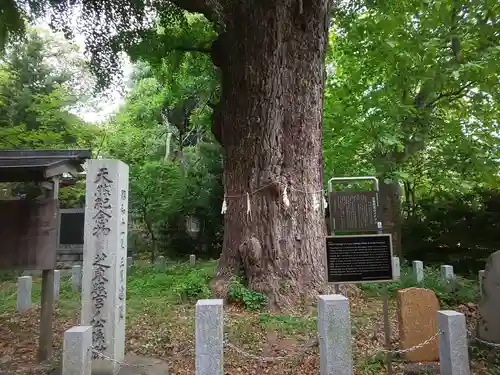 芝東照宮の自然