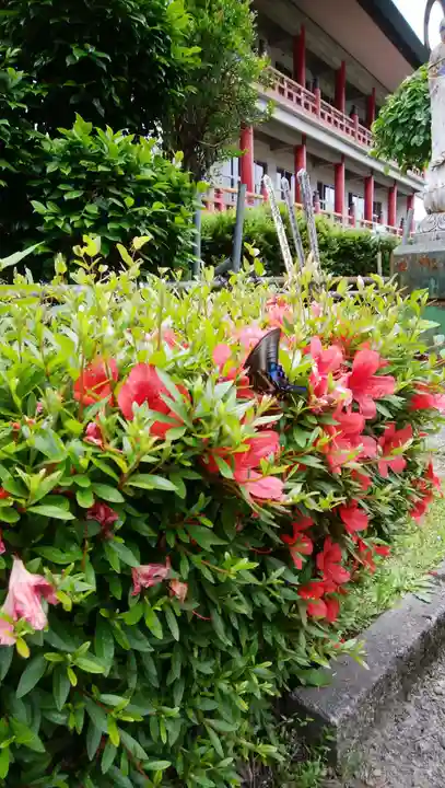 白狐山光星寺の動物