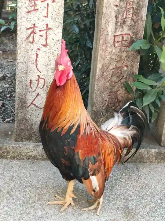 高知大神宮の動物
