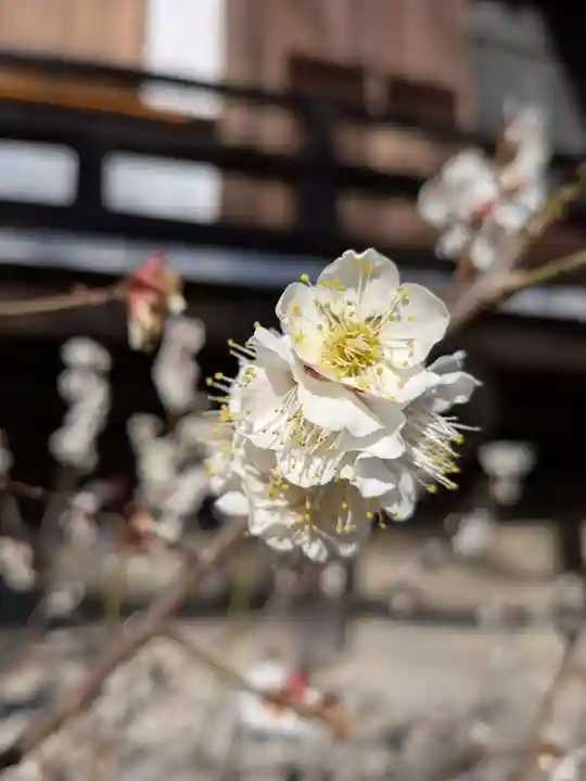福蔵院(東京都)