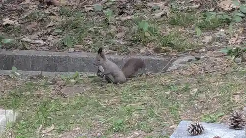 上川神社の動物