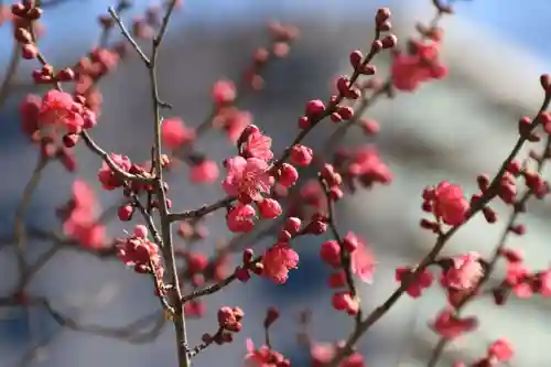 愛宕神社の庭園