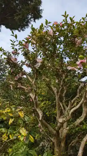 三室戸寺(京都府)