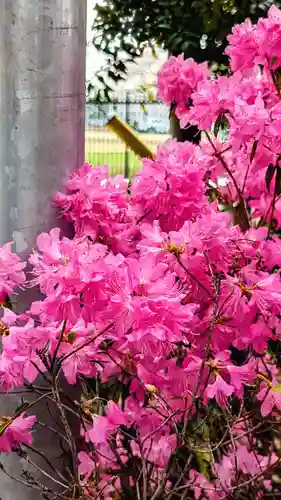 大宮・大原神社の自然