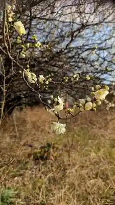 子安大明神の自然