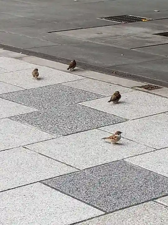 日枝神社の動物
