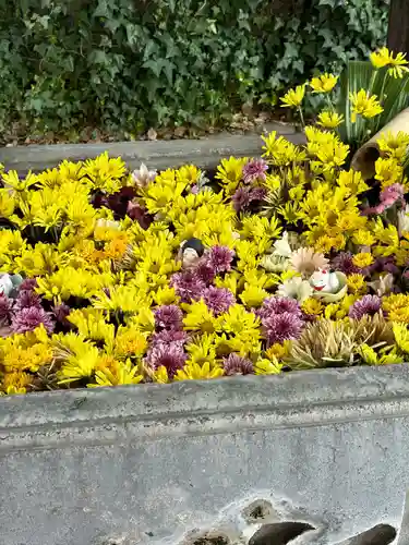 於菊稲荷神社の手水舎