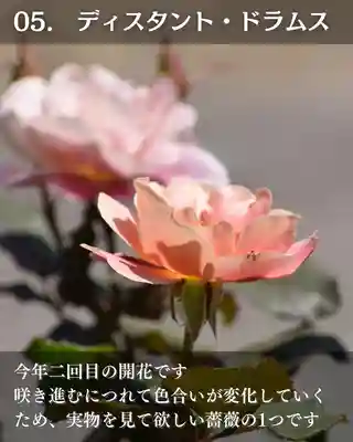 宝光寺(北海道)