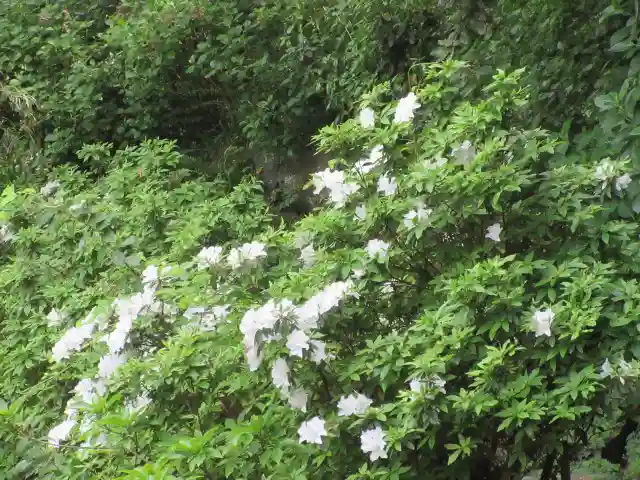 安國論寺(安国論寺)の自然