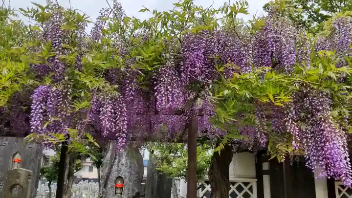 葛井寺の{uncategorized: "未分類", other: "その他", undefined: "問題あり", building: "その他建物", grave: "お墓", sacred_gate: "鳥居", guardian: "狛犬", statue: "像", buddha: "仏像", history: "歴史", nature: "自然", garden: "庭園", animal: "動物", pagoda: "塔", temizu: "手水舎", mountain_gate: "山門・神門", sanctuary: "本殿・本堂", subordinate: "末社・摂社", art: "芸術", scenery: "景色", jizo: "地蔵", ema: "絵馬", goshuin: "御朱印", omikuji: "おみくじ", items: "授与品その他", amulet: "お守り", goshuincho: "御朱印帳", eats: "食事", festival: "お祭り", votive_dance: "神楽", shichigosan: "七五三参", wedding: "結婚式", experience: "体験その他", initially: "初詣", around: "周辺", anti_infection: "感染症対策"}
