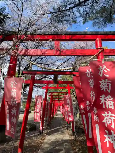 於菊稲荷神社(群馬県)