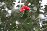 阿久津「田村神社」(郡山市阿久津町)旧社名:伊豆箱根三嶋三社の自然