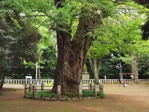 赤坂氷川神社の自然