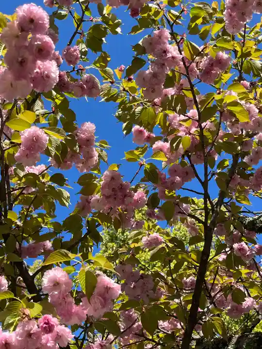 平野神社(京都府)