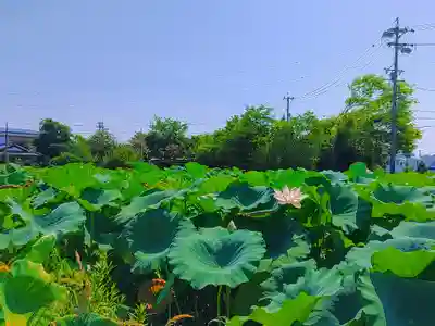 八幡社（大牧）の自然