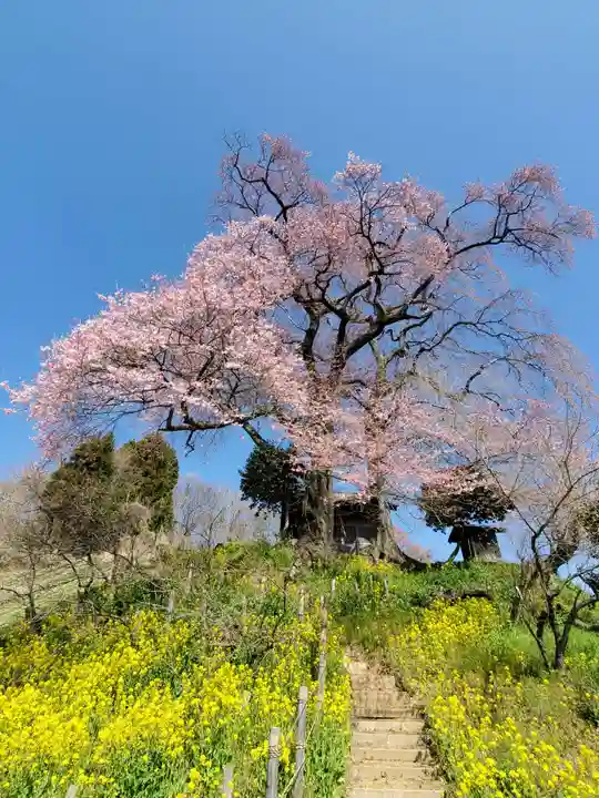 天神さまの祠の自然
