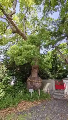 八幡社（下門八幡社）の自然