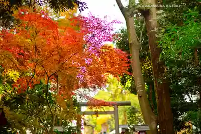 鷲宮神社(埼玉県)