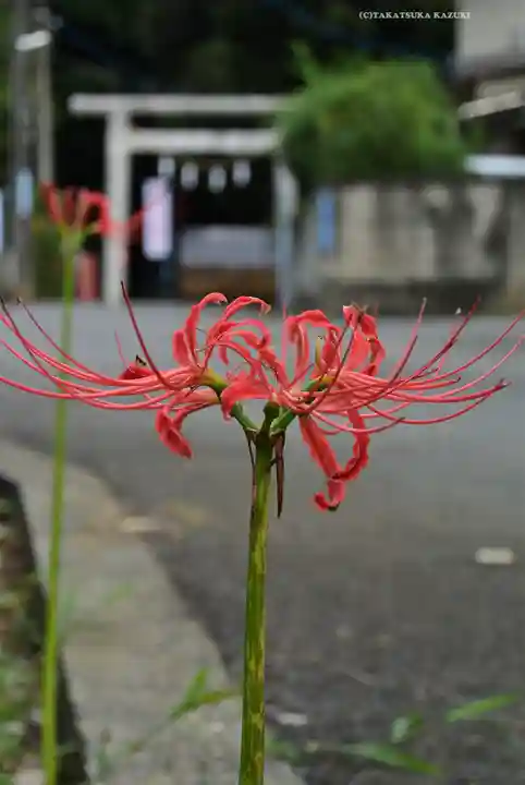 月読神社(神奈川県)