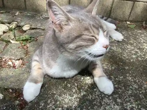 玉野御嶽神社の動物
