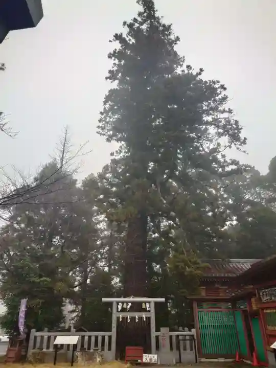 大杉神社(茨城県)