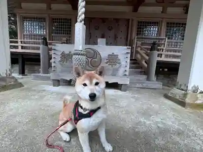 尻岸内八幡神社の動物