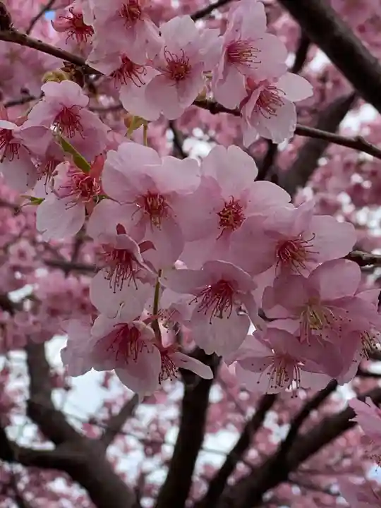 鷲宮神社の自然
