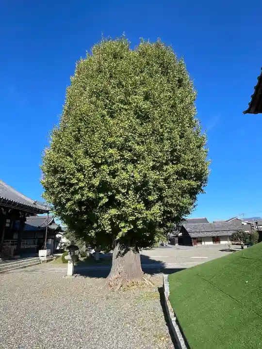 法蔵寺(滋賀県)