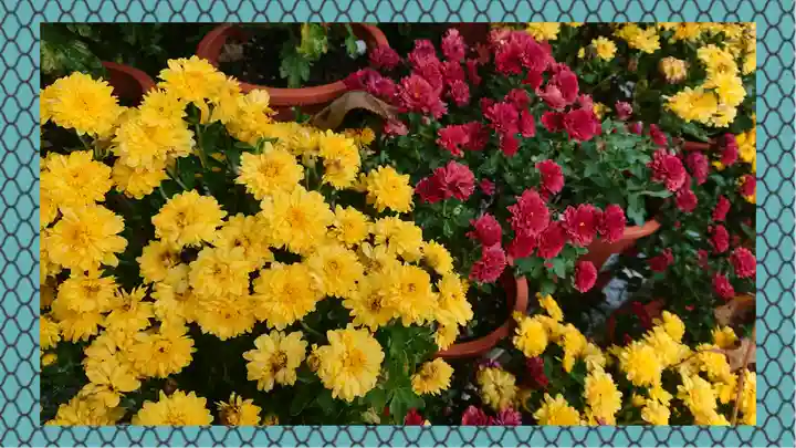 笠間稲荷神社(茨城県)