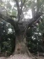 月夜見宮(豊受大神宮別宮)の自然