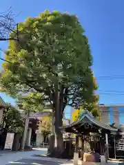 麻布氷川神社の自然