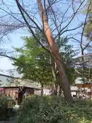 櫻木神社の自然